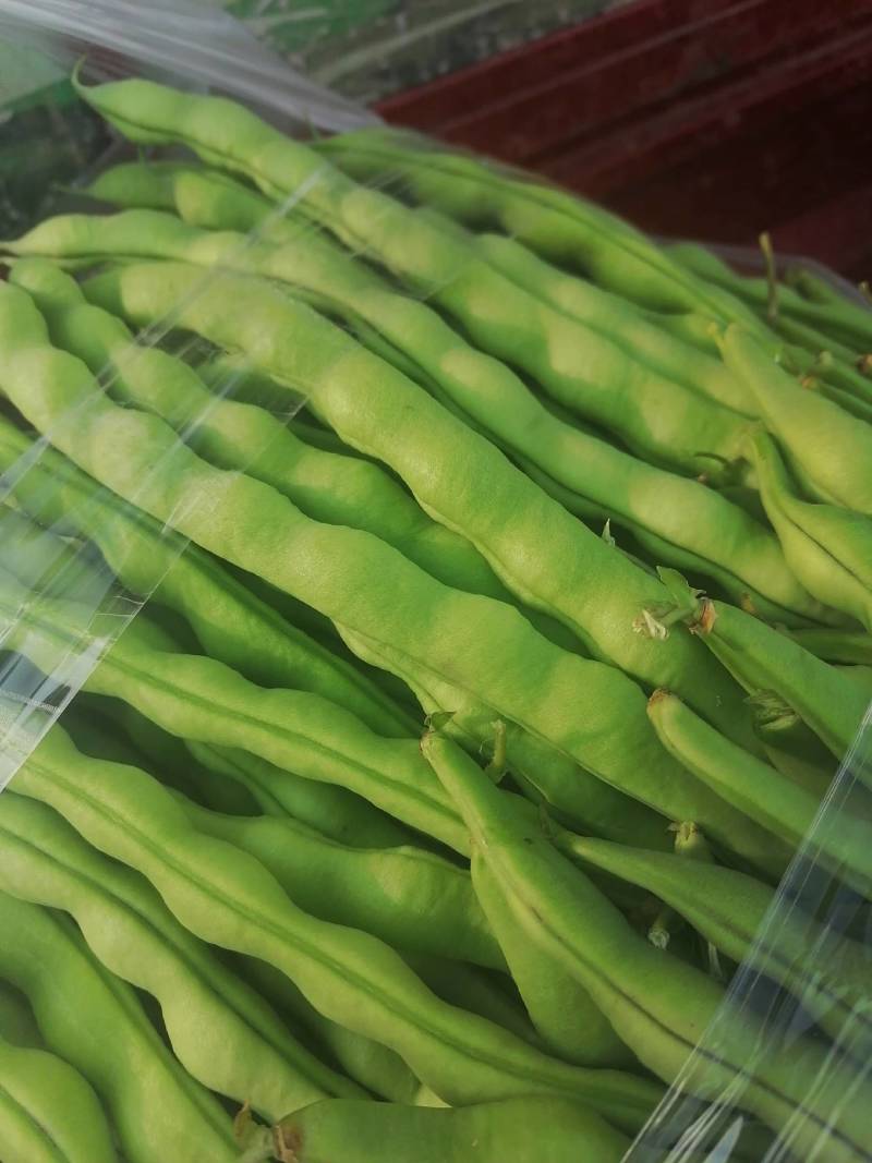 高原特色无筋豆，四季豆，青棒豆大量上市中。需要的联系