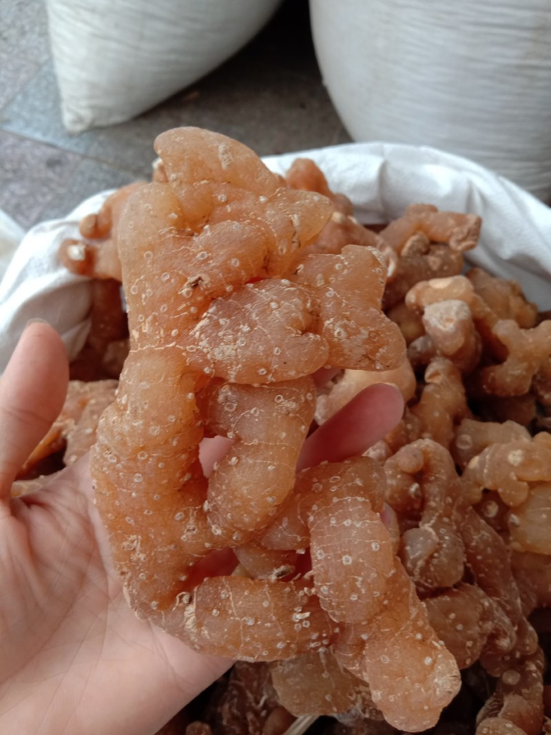 野生黄精，姜型黄精，生黄精，制黄精