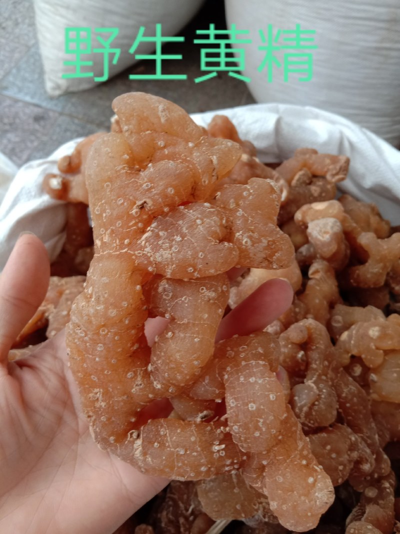 野生黄精，姜型黄精，生黄精，制黄精