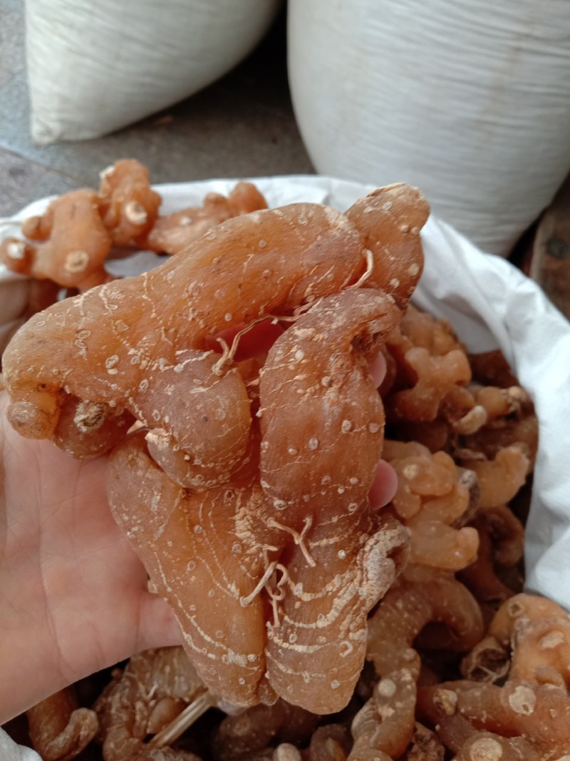 野生黄精，姜型黄精，生黄精，制黄精