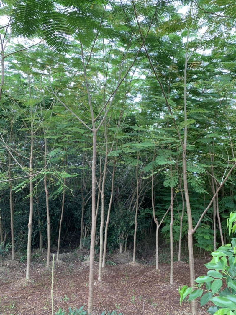 低价出售凤凰木，低价出售凤凰树