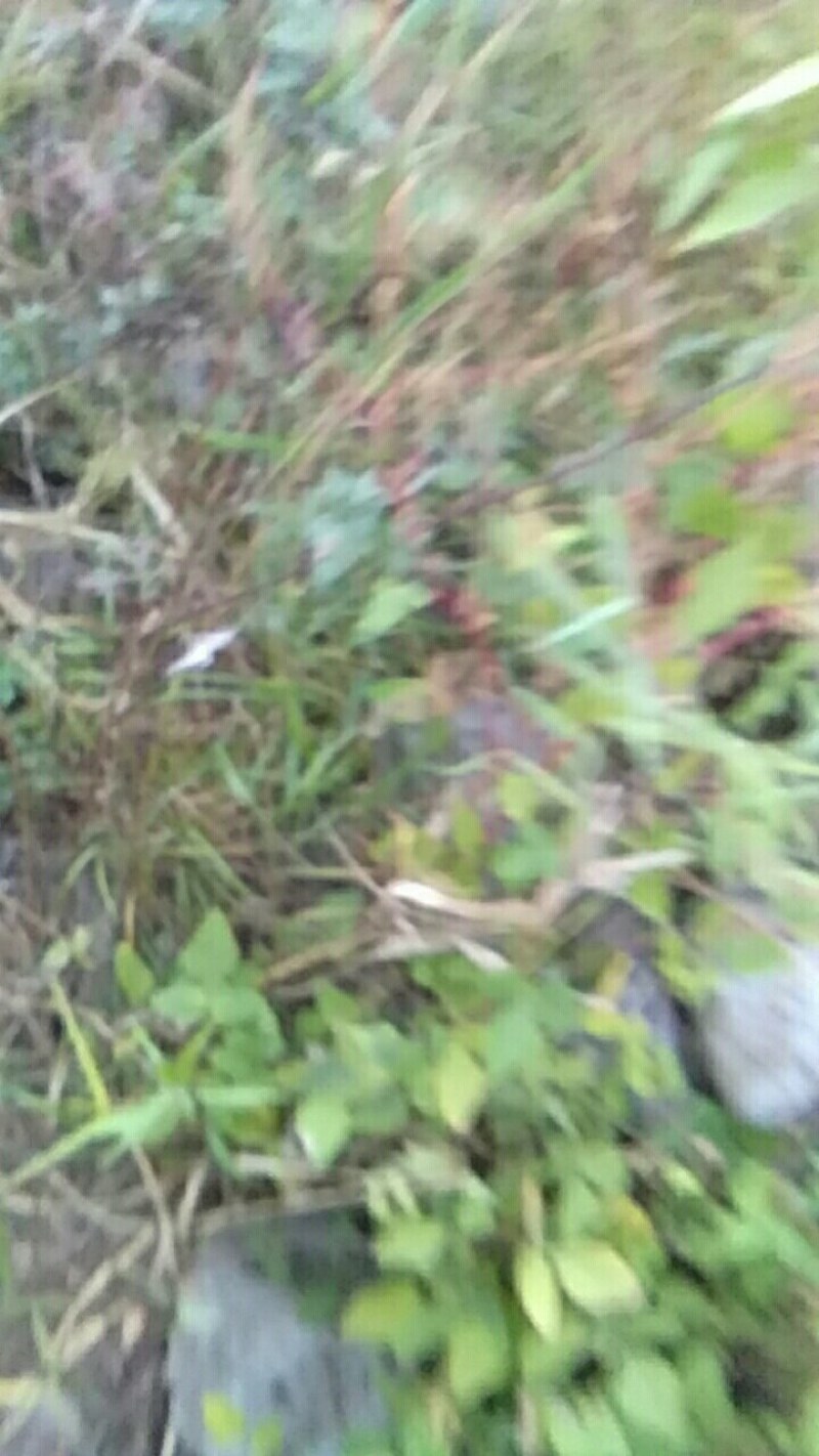 太行山纯野生自采野黄岑