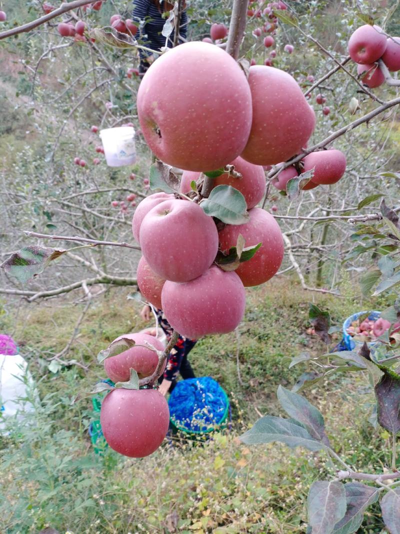 正宗云南昭通苹果，原生糖心丑苹果现摘现发糖心苹果