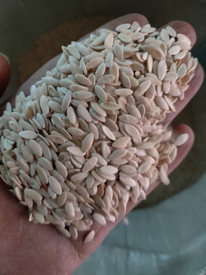 中药黄瓜子新货纯干货数量不多抓紧抢购不满意可以退换