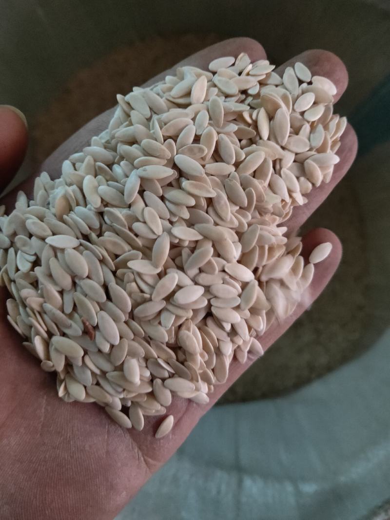 中药黄瓜子新货纯干货数量不多抓紧抢购不满意可以退换