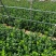 自有北海道黄杨20-250公分高低价抛售