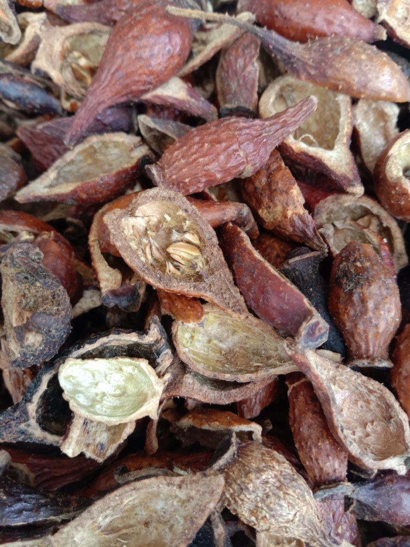 中药材金樱肉，金樱子泡酒