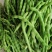 高原特色无筋豆，四季豆，青棒豆大量上市中。需要的联系