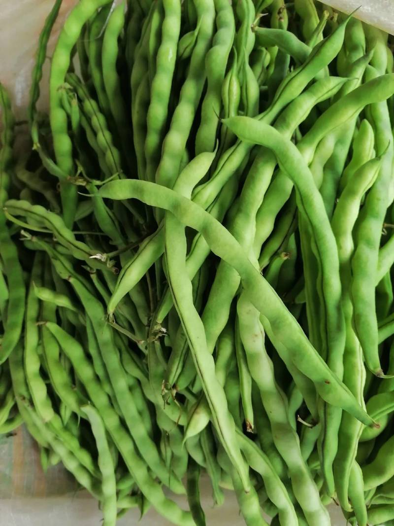 高原特色无筋豆，四季豆，青棒豆大量上市中。需要的联系