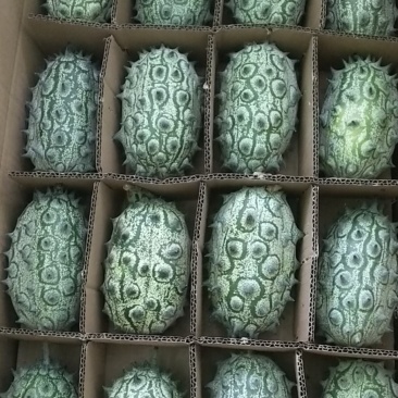 百利特色农业大量收购火参果，你种植，我收购