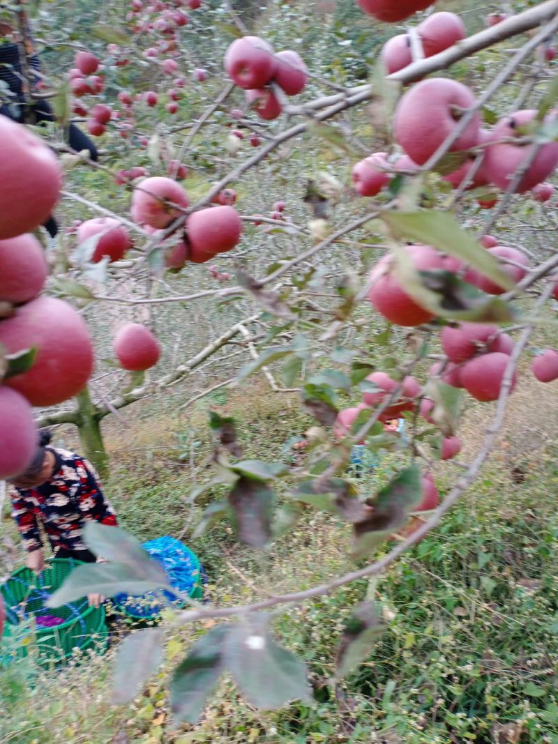 正宗云南昭通苹果，原生糖心丑苹果现摘现发糖心苹果