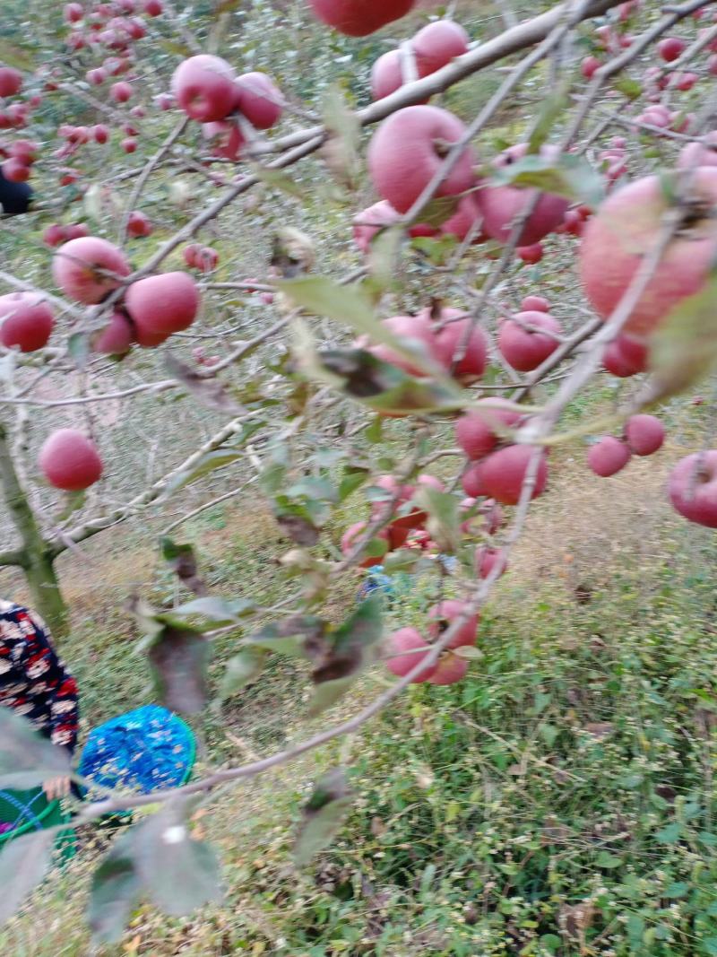 正宗云南昭通苹果，原生糖心丑苹果现摘现发糖心苹果