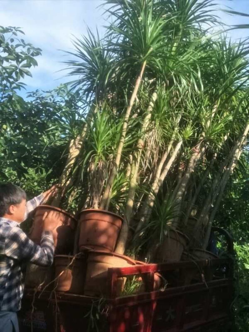 单杆龙血树，大量现货待售！价格美丽