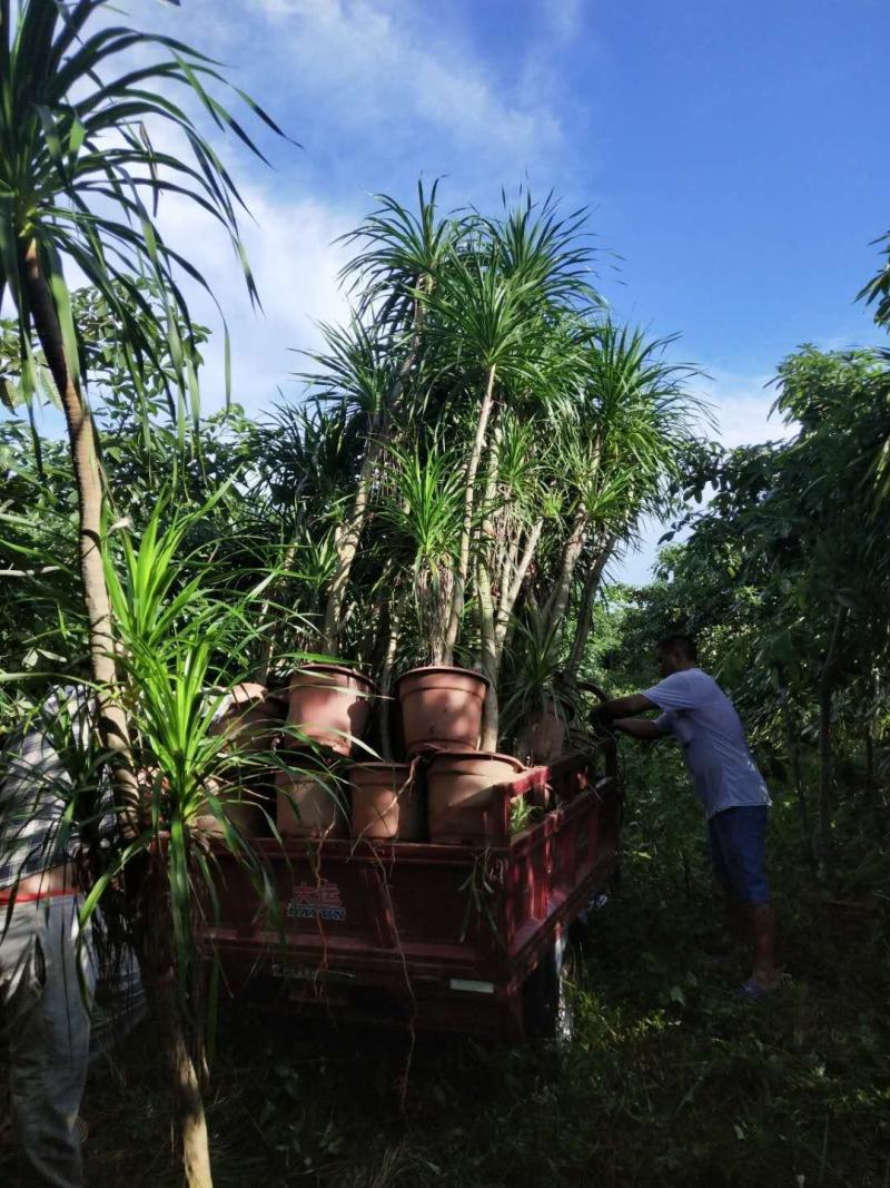 单杆龙血树，大量现货待售！价格美丽