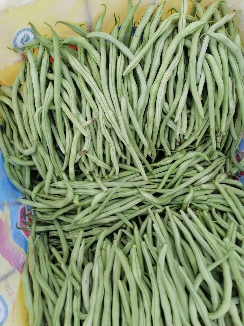 高原特色无筋豆，四季豆，青棒豆大量上市中。需要的联系