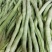 高原特色无筋豆，四季豆，青棒豆大量上市中。需要的联系