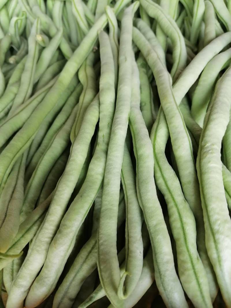 高原特色无筋豆，四季豆，青棒豆大量上市中。需要的联系