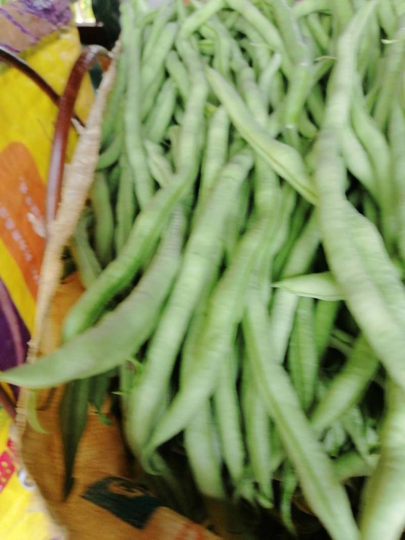 高原特色无筋豆，四季豆，青棒豆大量上市中。需要的联系