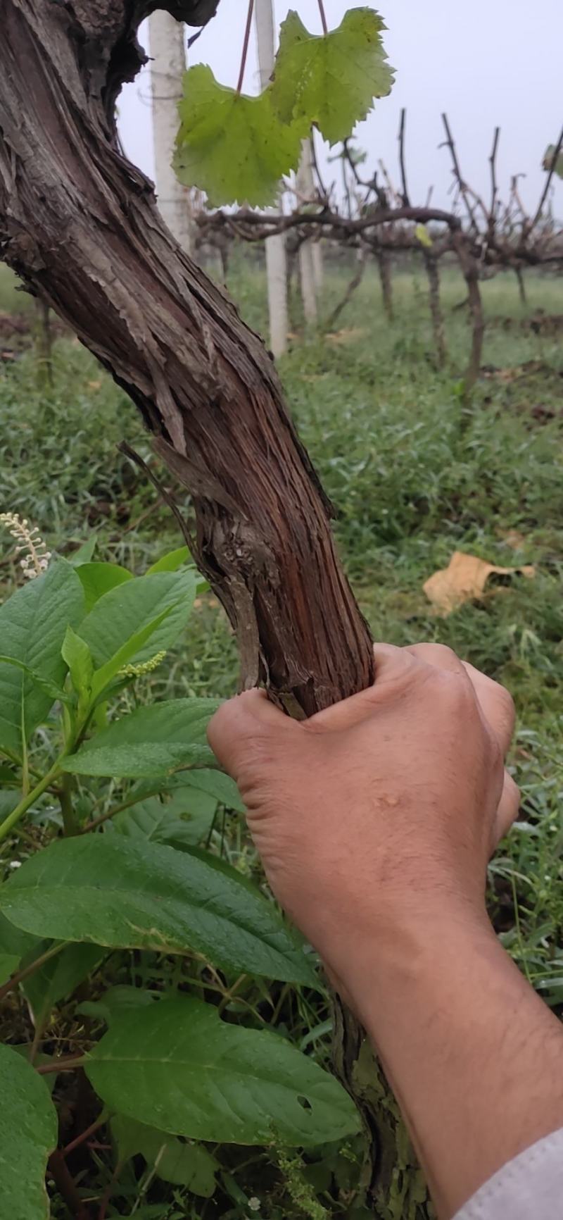 出售占地葡萄树。货原量大
