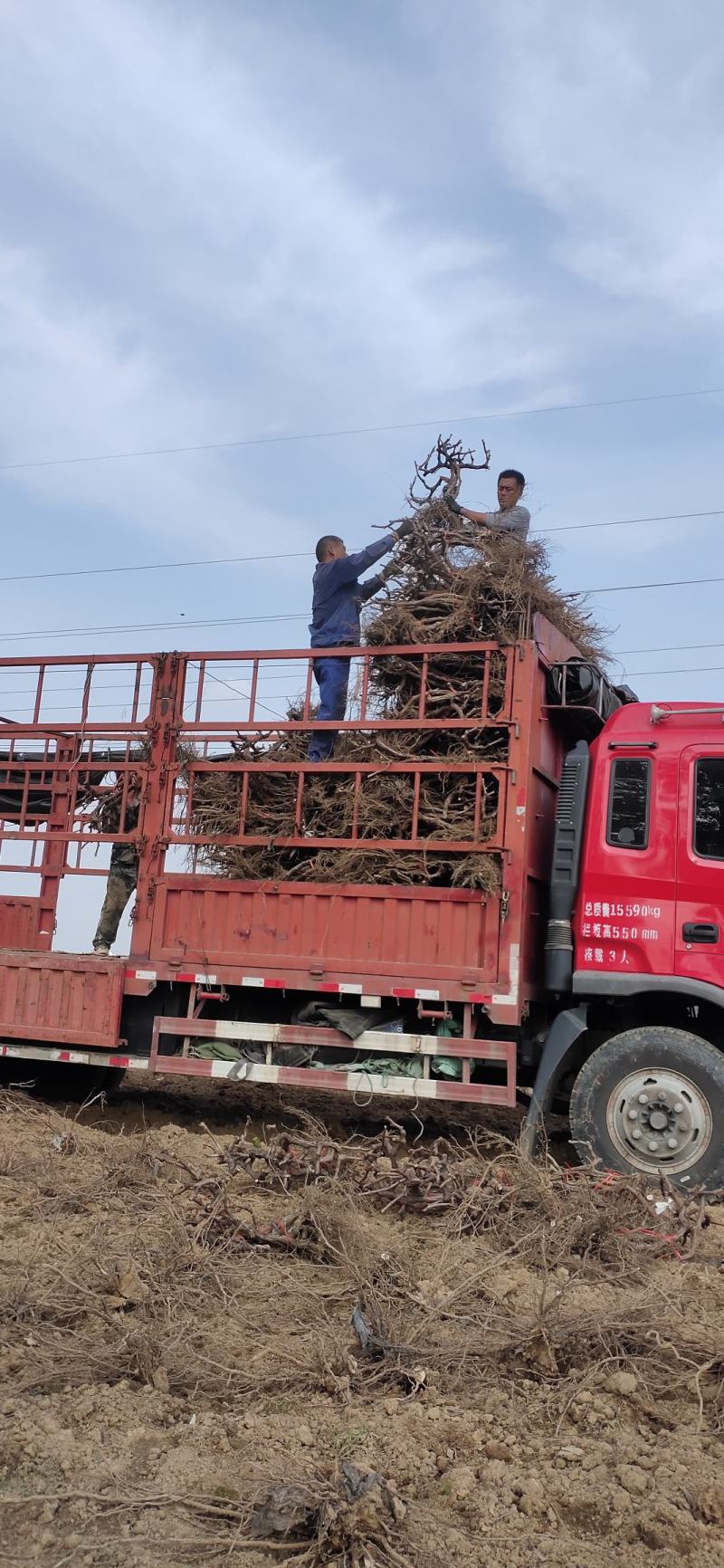 出售占地葡萄树。货原量大