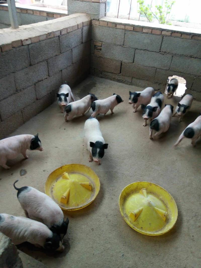 巴马香猪养殖场，供应猪仔头胎孕猪，全国发货一对起发