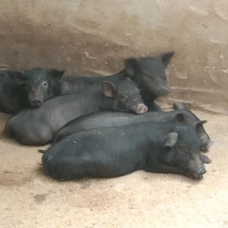 巴马香猪养殖场，供应猪仔头胎孕猪，全国发货一对起发