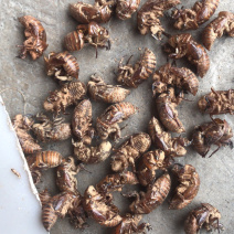 广西地产蝉蜕壳，。蝉蜕，