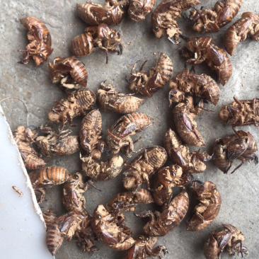 广西地产蝉蜕壳，。蝉蜕，
