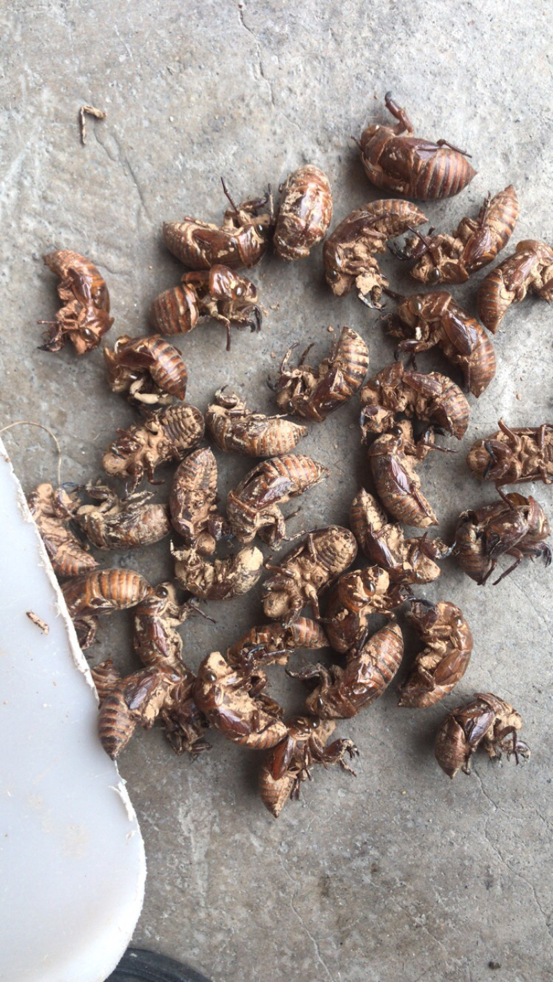 广西地产蝉蜕壳，。蝉蜕，