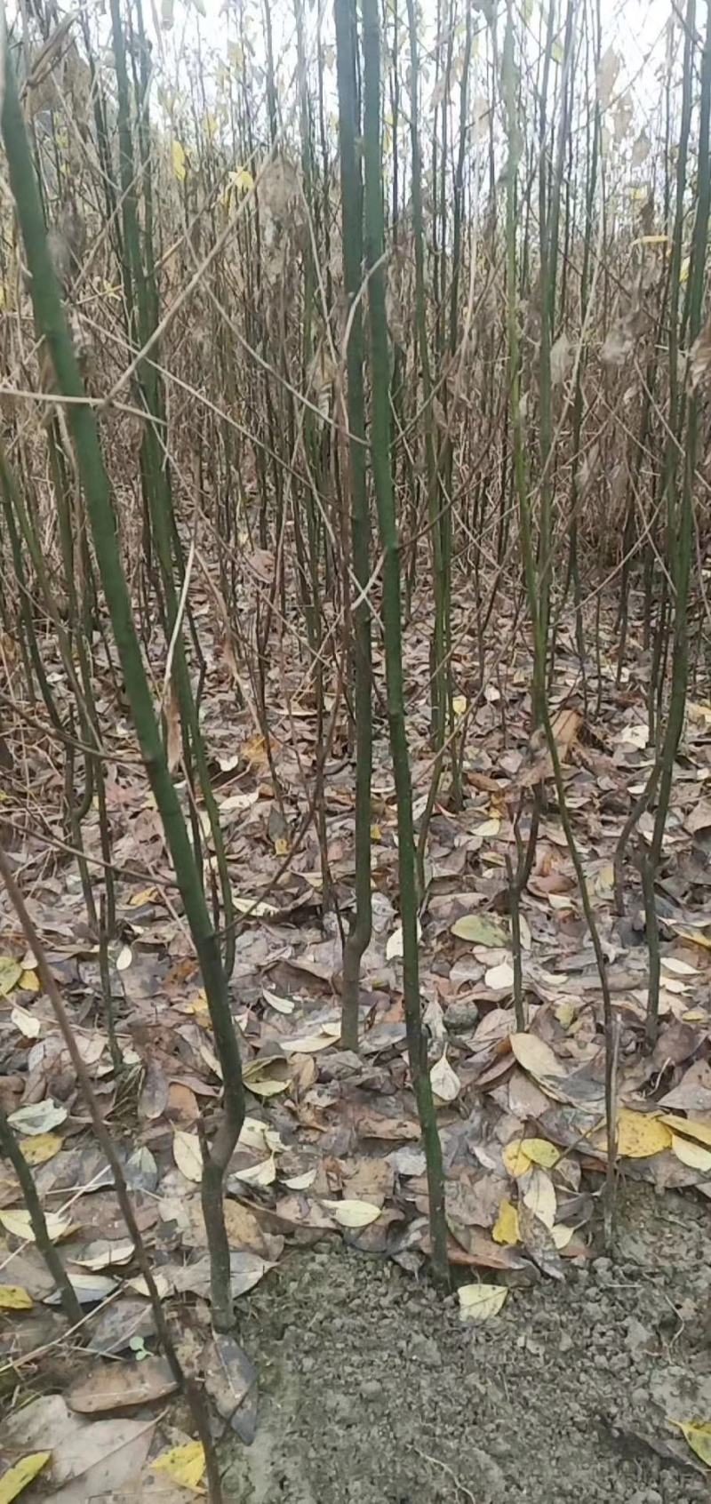 木姜子苗山鸡椒苗,，