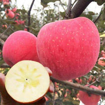 红富士苹果苗基地直销包成活技术南北方种植放心苗