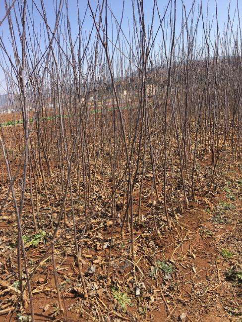 冰糖心苹果苗基地直销包成活技术南北方种植放心苗