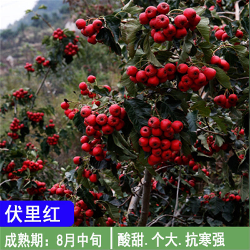 正宗山楂苗苗圃直销品种齐全包成活技术放心苗支持视频看货