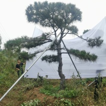 济南市钢城区松涛园林，种植销售各种规格造型油松，造型黑松