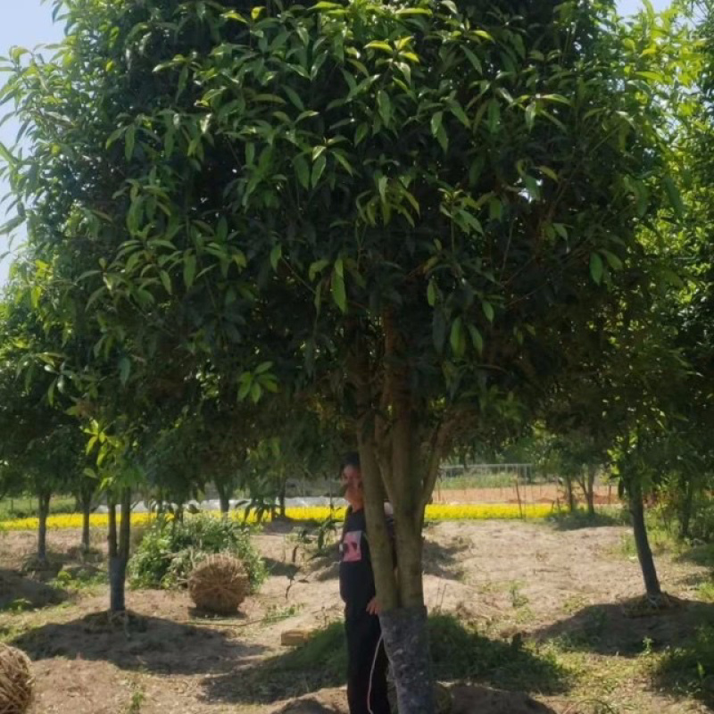 福建精品金桂种植基地全国大型桂花产地直销批发价格实惠