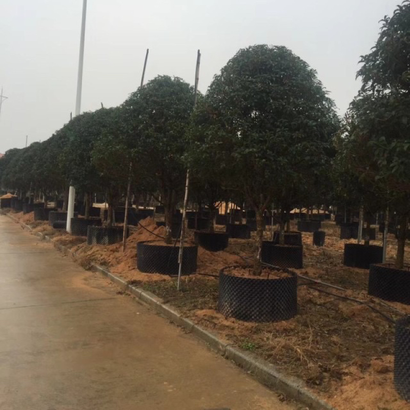 福建精品金桂种植基地全国大型桂花产地直销批发价格实惠