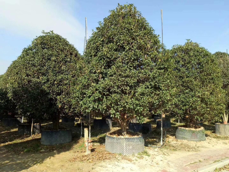 福建精品金桂种植基地全国大型桂花产地直销批发价格实惠