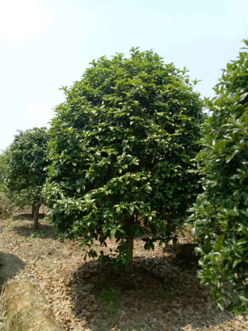 福建精品金桂种植基地全国大型桂花产地直销批发价格实惠