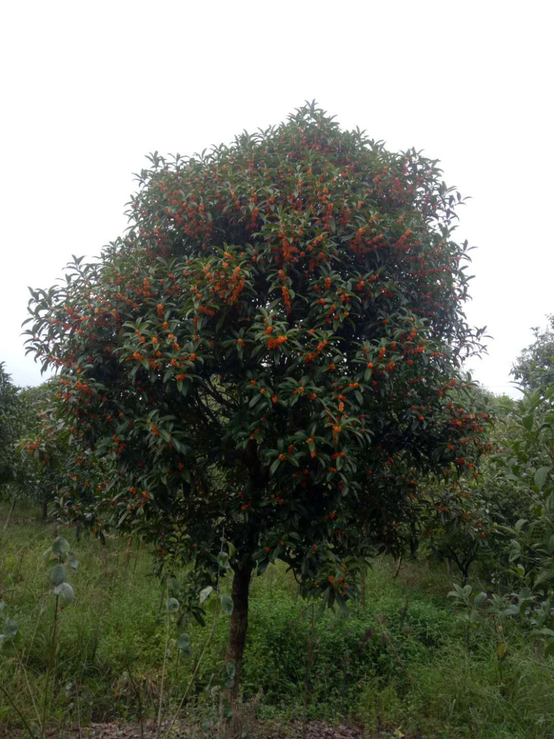 福建精品金桂种植基地全国大型桂花产地直销批发价格实惠