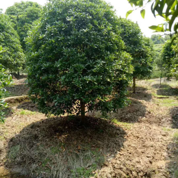 福建精品金桂种植基地全国大型桂花产地直销批发价格实惠
