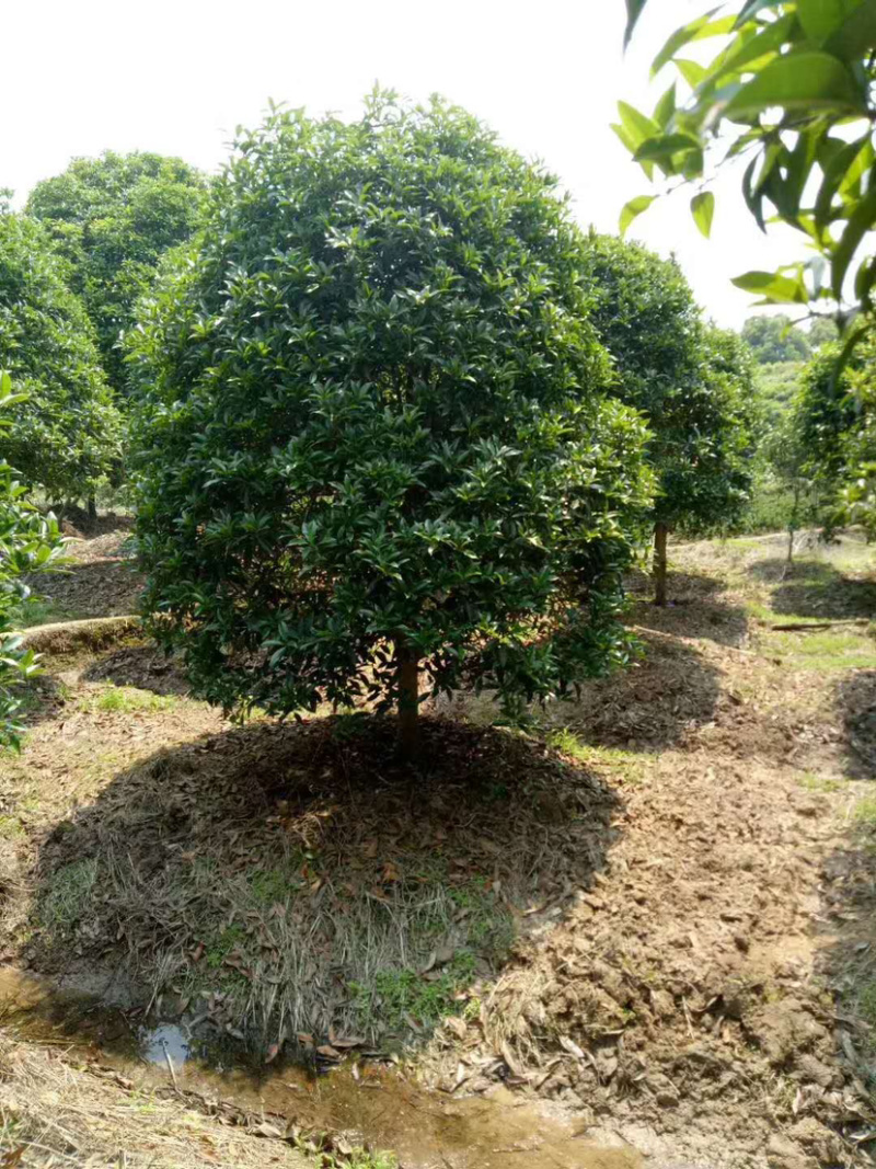 福建精品金桂种植基地全国大型桂花产地直销批发价格实惠