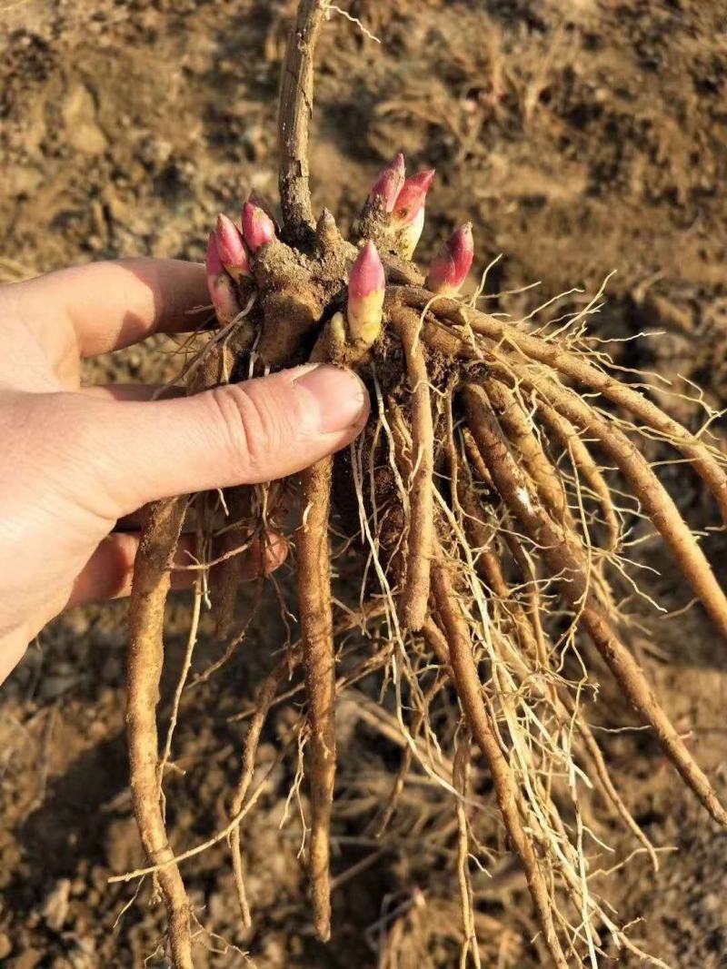 直供山东基地赤芍苗，白芍苗。产品质量好，产量高，回收产品