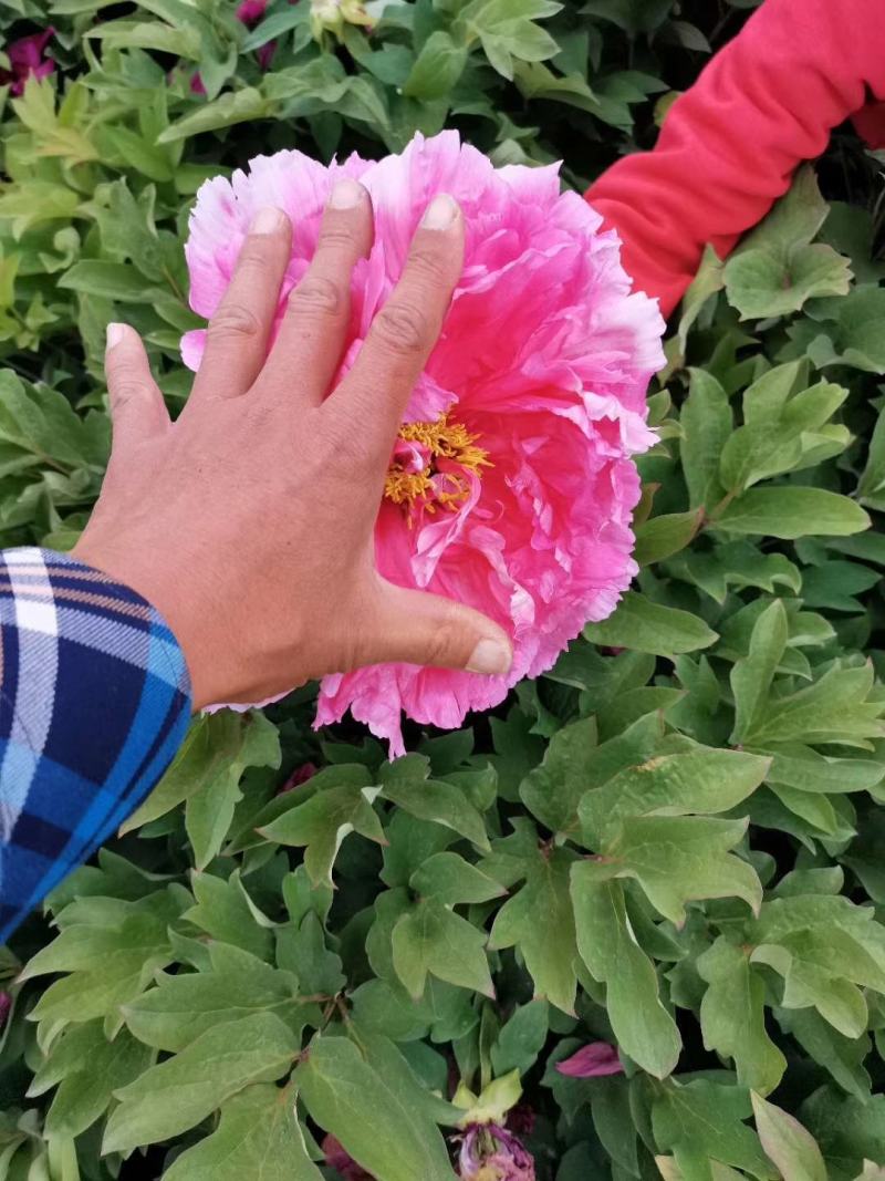 牡丹精品观赏牡丹，多层花，保品种，保成活，现要现挖