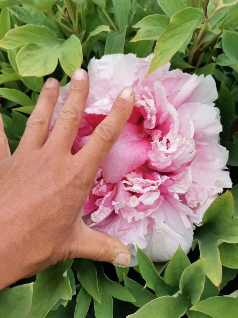 牡丹精品观赏牡丹，多层花，保品种，保成活，现要现挖