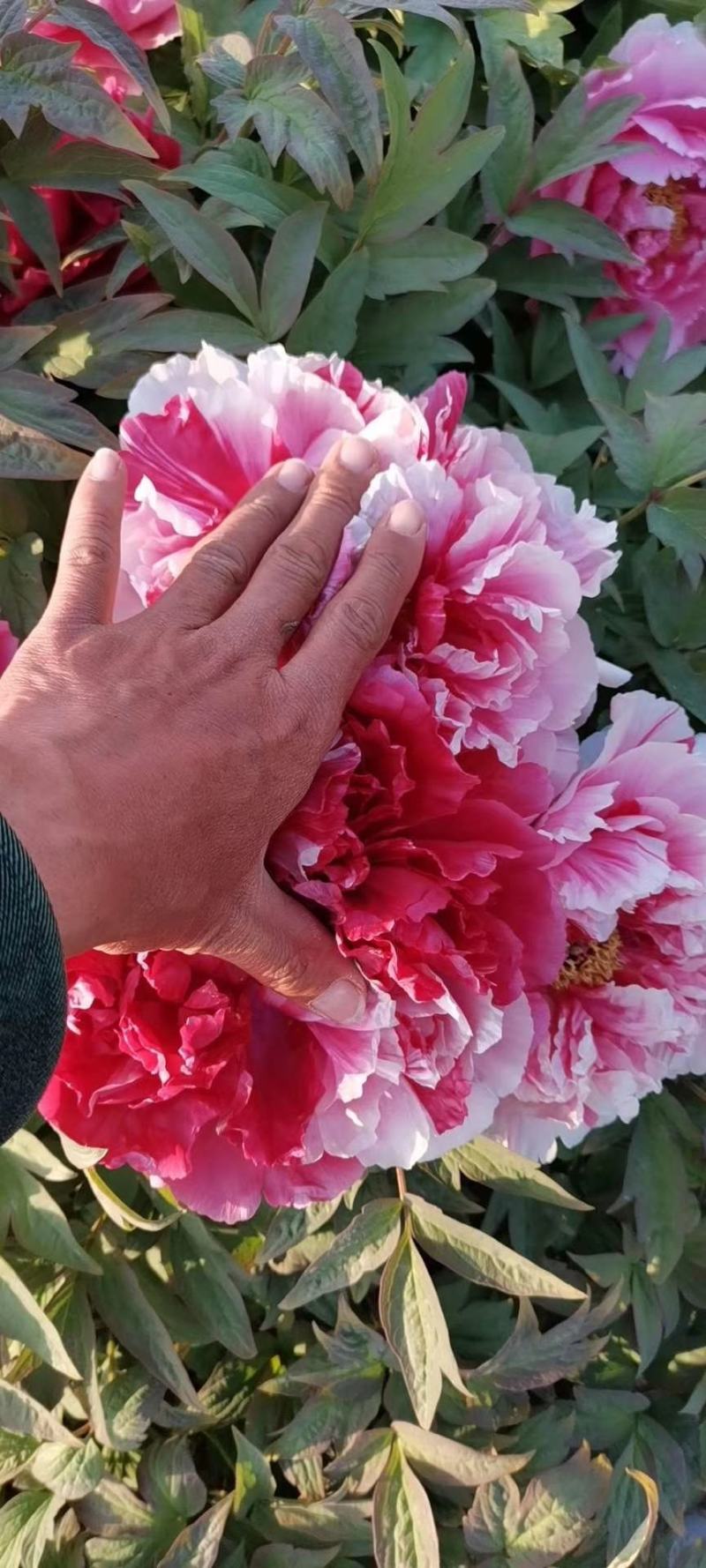 牡丹精品观赏牡丹，多层花，保品种，保成活，现要现挖