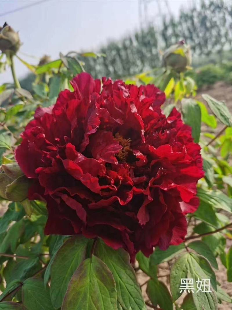 牡丹精品观赏牡丹，多层花，保品种，保成活，现要现挖