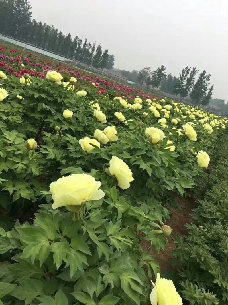 牡丹精品观赏牡丹，多层花，保品种，保成活，现要现挖