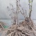 牡丹精品观赏牡丹，多层花，保品种，保成活，现要现挖