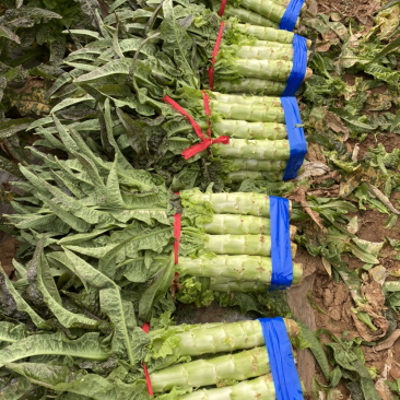 红叶莴笋大量上市中质量好价格合理量大从优来电优惠