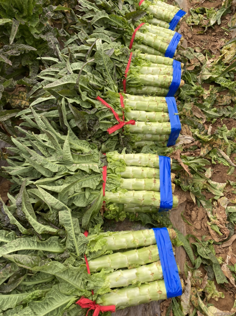 红叶莴笋大量上市中质量好价格合理量大从优来电优惠